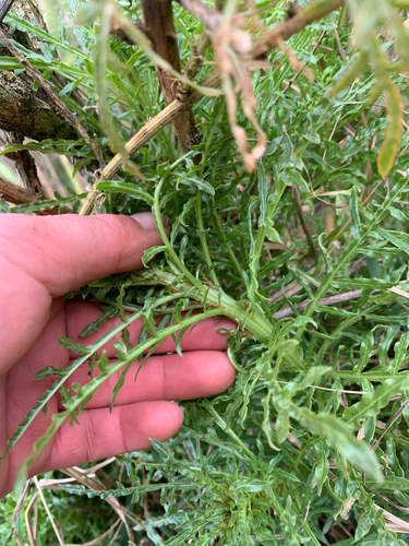 Reseda alba, photograph 4