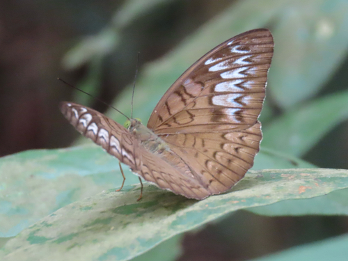 Tanaecia pelea