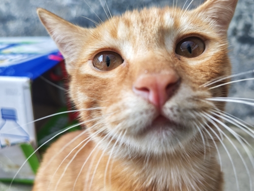 Domestic Cat