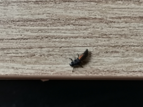 Asian Lady Beetle