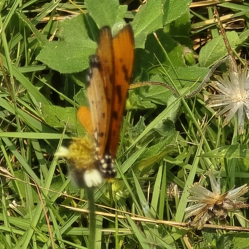 Acraea terpsicore
