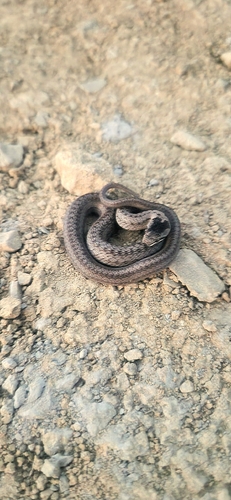 Smooth Snake