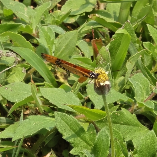 Acraea terpsicore