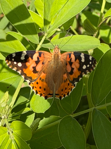 Painted Lady