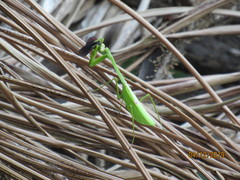 Stagmatoptera binotata