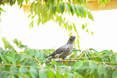 Eudynamys scolopaceus