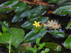 (c) Duarte Frade, some rights reserved (CC BY) Hypericum undulatum, photograph (c) Duarte Frade, some rights reserved (CC BY)