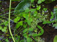 (c) Duarte Frade, some rights reserved (CC BY) Hypericum undulatum, photograph (c) Duarte Frade, some rights reserved (CC BY)