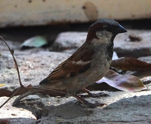 House Sparrow