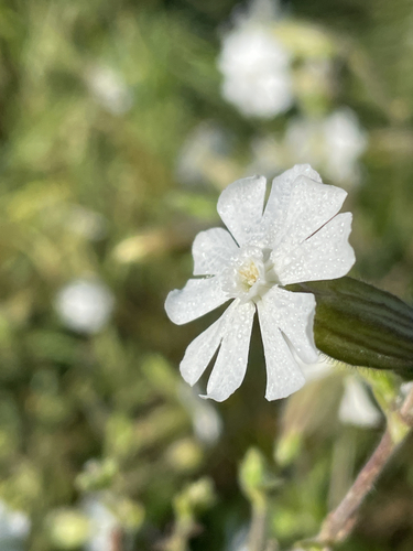 Silene latifolia