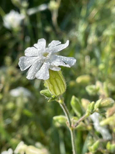Silene latifolia
