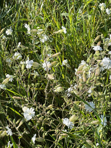 Silene latifolia