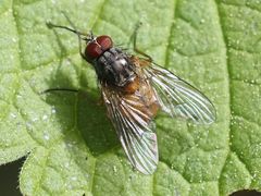 Phaonia subventa