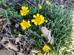 Tetraneuris argentea