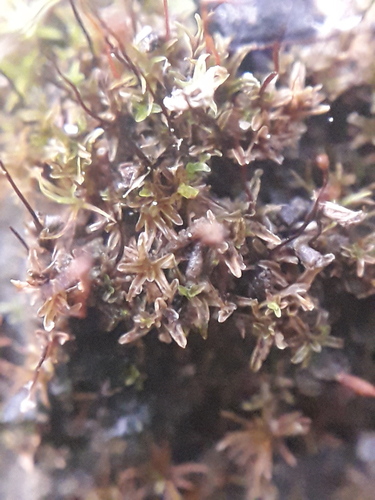 Geheebia tophacea observed 2026-08-24
