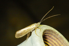 Limnephilus auricula