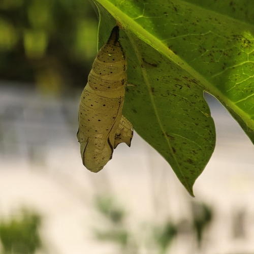 Doleschallia bisaltide