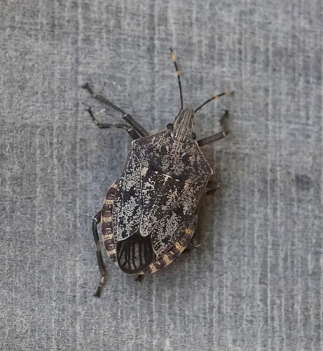 Brown Stink Bug