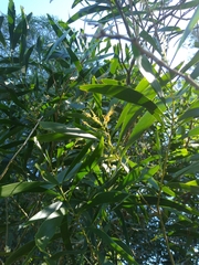 Acacia longifolia longifolia