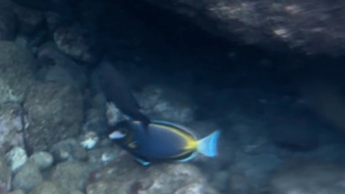 Acanthurus japonicus observed 2026-08-22