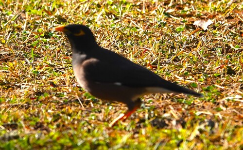 Common Myna