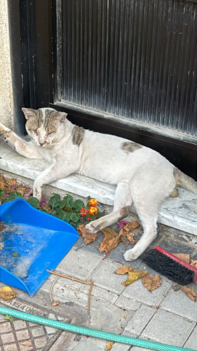 Domestic Cat