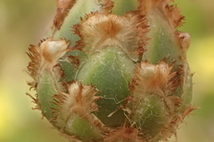 Centaurea diluta