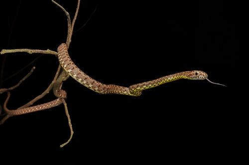 Jasper Cat Snake, Boiga jaspidea