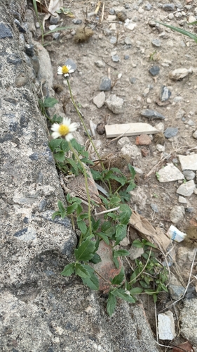 Tridax procumbens