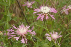 Centaurea diluta