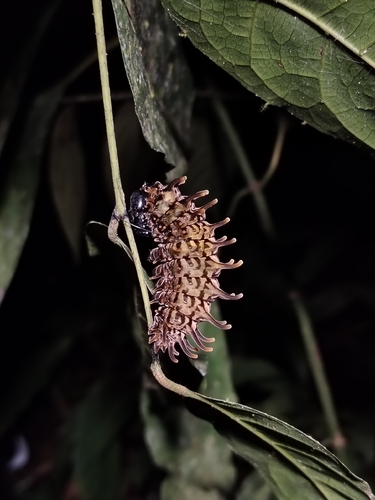 Malayan Birdwing