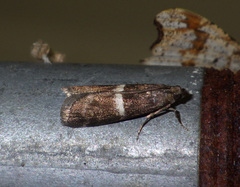 Elegia similella