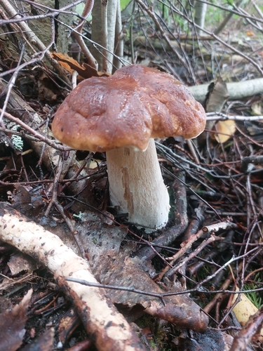 King Bolete