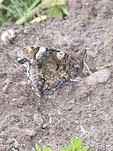 Red Admiral