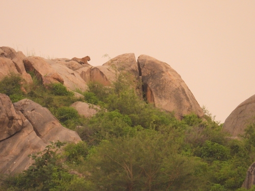 Indian Leopard