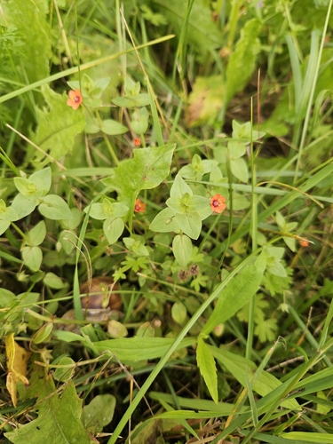 scarlet pimpernel