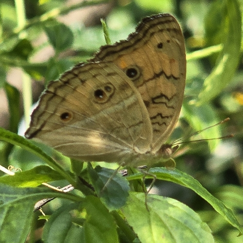 Junonia almana