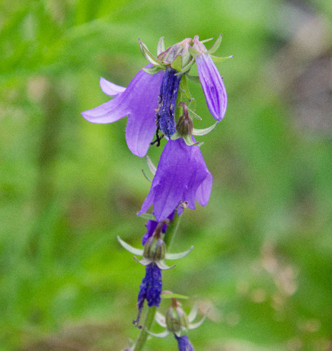 Creeping Bellflower