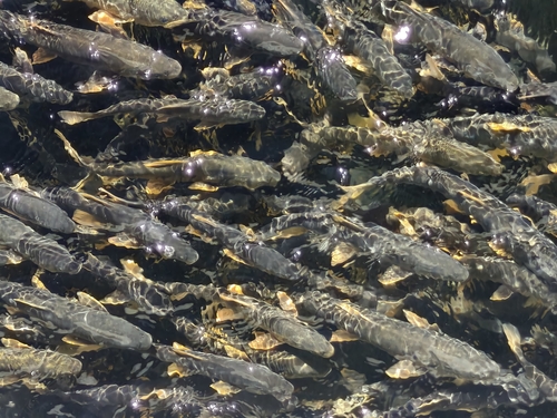 Przewalskii's Naked Carp