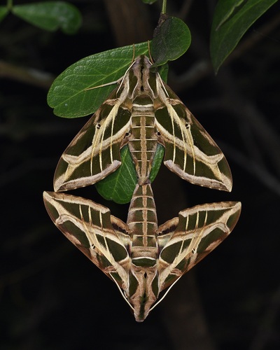 Vine Sphinx photo 4