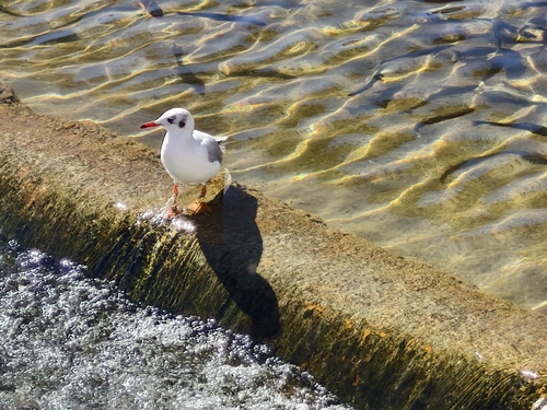 Brown-headed Gull