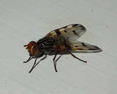 Otitini