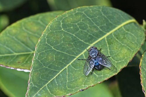 Blue Blowfly