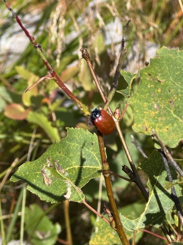 Poplar Leaf Beetle