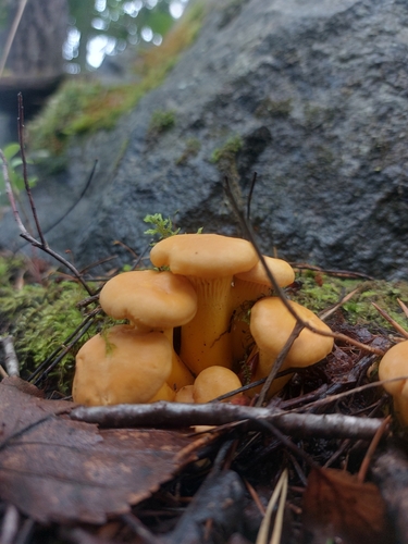 Golden Chanterelle
