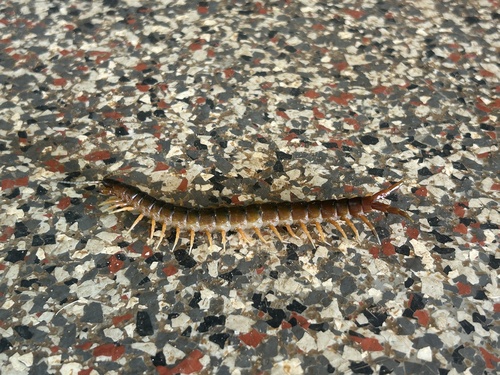 Australasian Giant Centipede