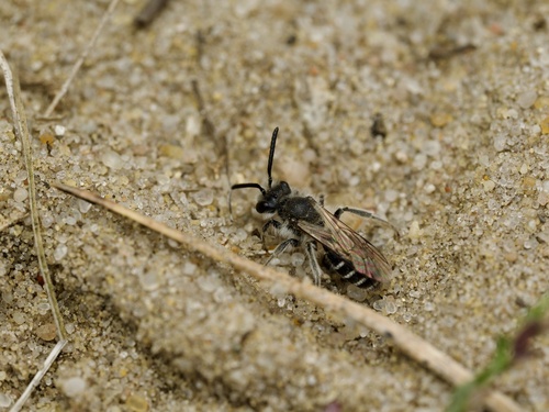 Small Sandpit Mining Bee