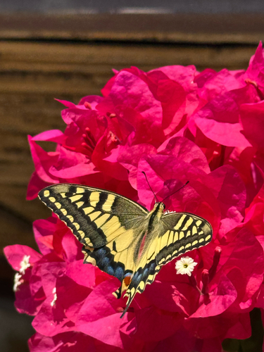Old World Swallowtail