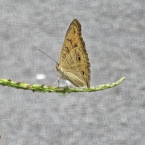 Junonia almana