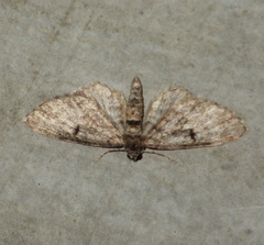 Eupithecia tantillaria